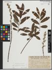 Foto von Salix appendiculata Vill. x Salix eleagnos Scop.